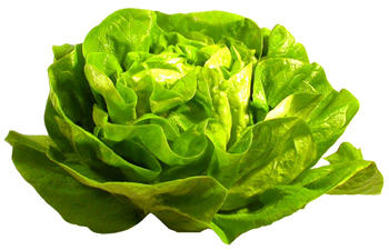 Flat Lettuce